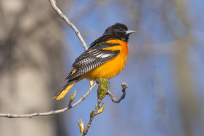 oriole de Baltimore.jpg