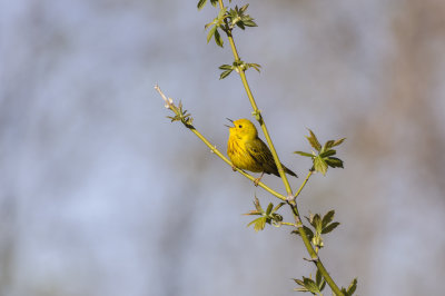 paruline jaune.jpg