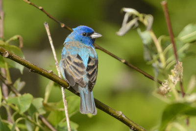 passerin indigo.jpg