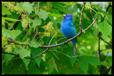 passerin indigo.1.jpg