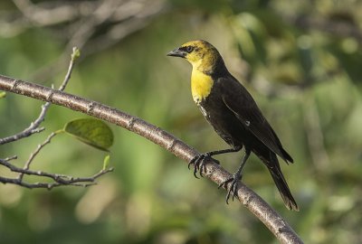 carouge a tte jaune-yellow headed blackbird.jpg