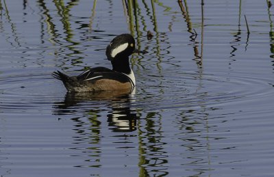 _harle couronn-hooded merganse