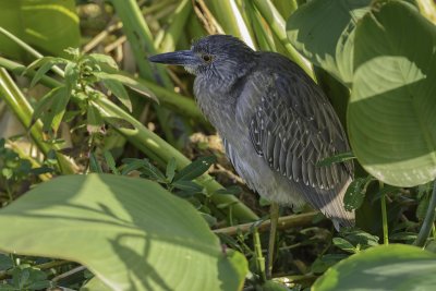 bihoreau violace juvenile-yellow crowned night heron juvenil.jpg