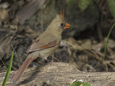 cardinal rouge femelle-red cardinal(female)