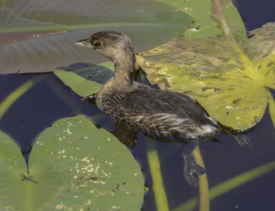 grebe a bec bigarr-pied billed grebe.jpg