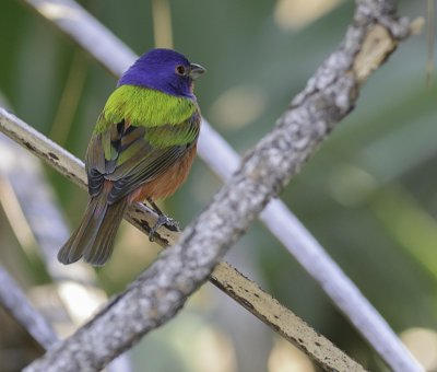 passerin non-pareil male -male painted bunting  jpg