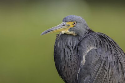 aigrette tricolore-tricolored heron.jpg