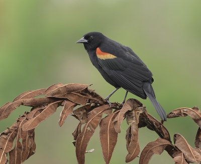 carouge  paulettes-red wing black bird.jpg