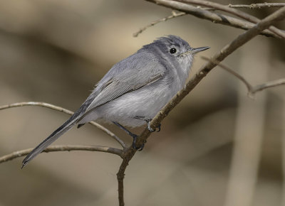 gobe moucheron gris bleu-blue grey gnatcatcher