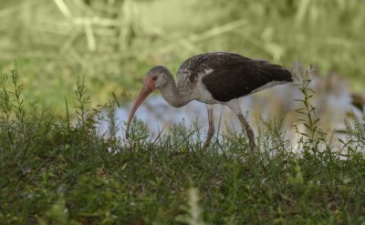 Ibis blanc juvnile-juvenile white ibis.1
