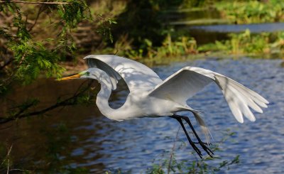 grande aigrette-great egret.jpg