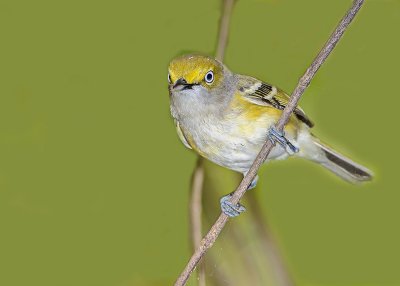 viro aux yeux blancs-white eyed vireo.jpg