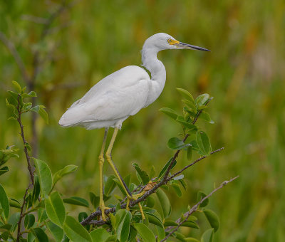 aigrette neigeuse immature-immature snowy egret