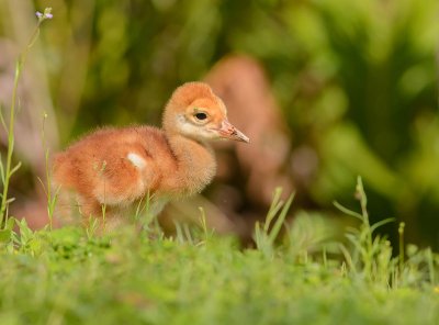 grue du Canada-sandhill crane.1.jpg