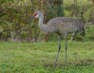 grue du Canada-sandhill crane.jpg