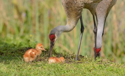 grues du Canada-sandhill cranes.jpg