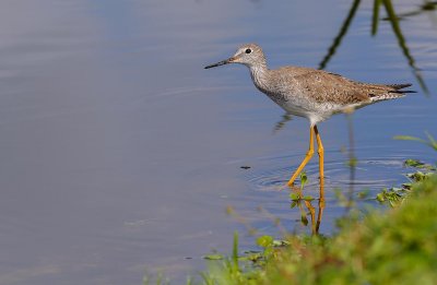 petit chevalier-lesser yellow legs.jpg