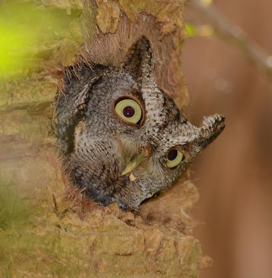 petit duc macul-eastern screech owl.jpg