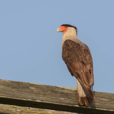 caracara du Nord.crested caracara.1jpg.jpg