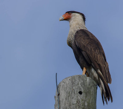 caracara du Nord.crested caracara.6.jpg