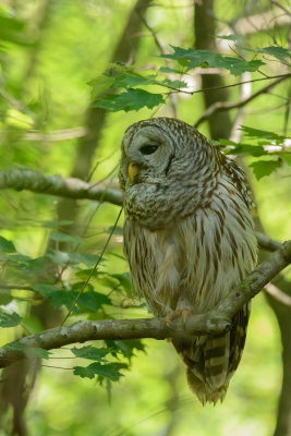 chouette raye-barred owl.jpg