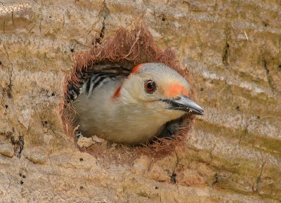 pic a ventre roux immature-red belied woodpicker immature.jpg