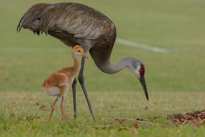 grues du Canada-sandhill cranes.1.jpg