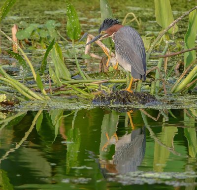 heron vert-green heron.jpg