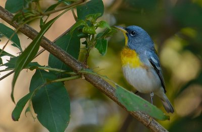 paruline a collier-northern parula.2.jpg