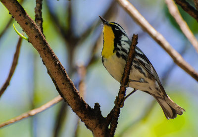 paruline a gorge jaune-yellow throated warbler.jpg
