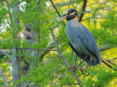 bihoreau violac.-yellow crowned night heron