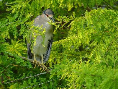 bihoreau gris.2-black crowned night heron.2