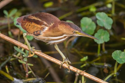 petit blongios-least bittern.1.jpg
