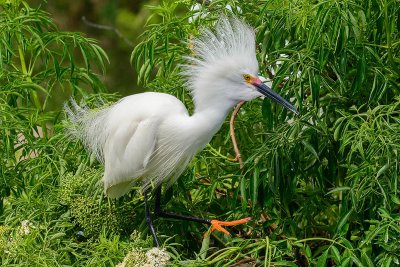 aigrette neigeuse-snowy egret