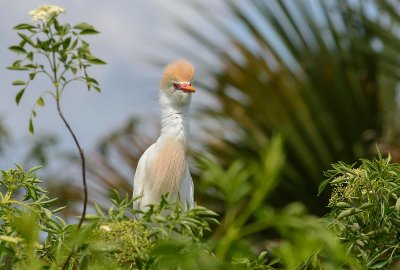heron garde boeufs-cattle egret.1
