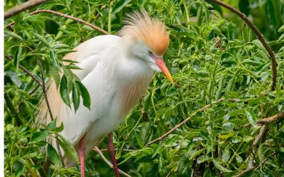 heron garde boeufs-cattle egret.2