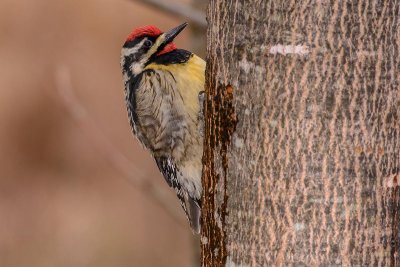 pic macul-yellow bellied sapsucker.jpg