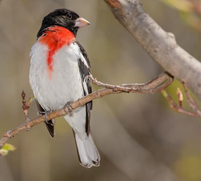 Cardinal poirtrine rose male.3-rose breasted grosbeak.jpg