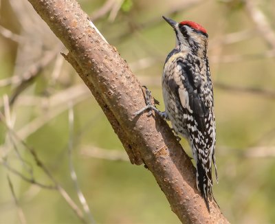 pic macul male-yellow bellied woodpecker male.jpg.1.jpg
