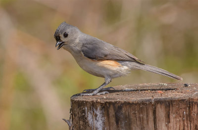 msange bicolore-Tufted Titmouse.jpg