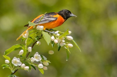 oriole de baltimore male-Baltimore oriole male.jpg