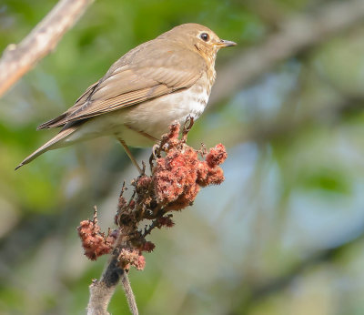 grive fauve-Veery.jpg