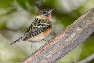 paruline  poitrine baie-bay breasted wabler.jpg