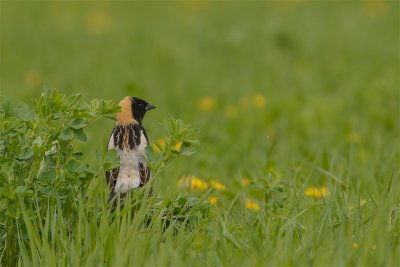 goglu des prs-bobolink.jpg