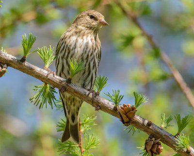 cardinal  poitrine rosefemelle.jpg-rose breasted grosbeak,female