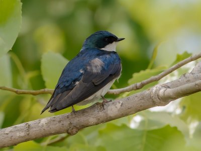 hirondelle bicolore-tree swallow