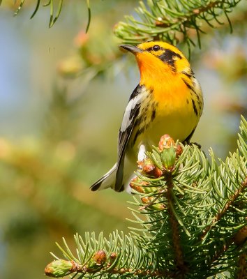 paruline  gorge orange-blackburnian warbler