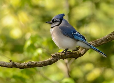 geai bleu-blue jay