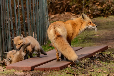 DSC_3333.jpg
