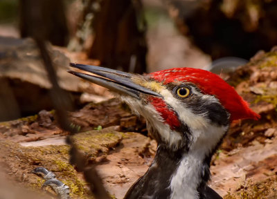 grandpic-pileated woodpecker